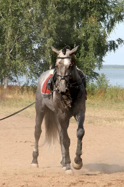 Cavallo Competizione Ritratto Cavallo Con Personaggio — Foto Stock