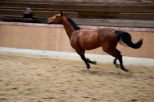 Cavalo Raça Holstein Competição Retrato — Fotografia de Stock