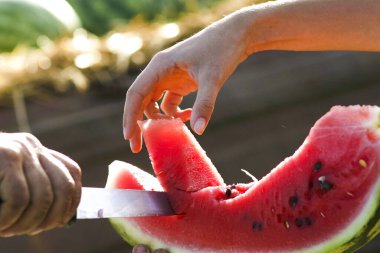 Çiftçi bir karpuzu bıçakla keser.