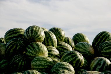 Piyasada çok karpuz var.