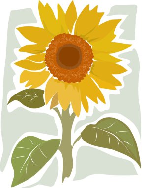 Yarım yamalak ayçiçeği