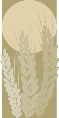 Güneş altında buğday