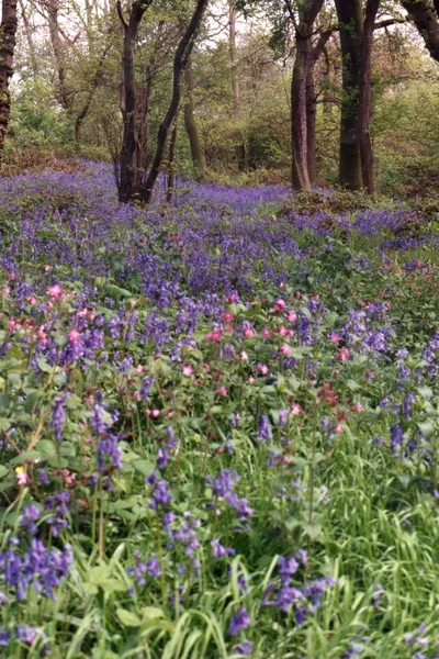 Bluebells in a wood — Stock Photo, Image