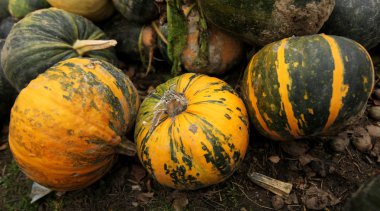 Olgun kabaklar yığını