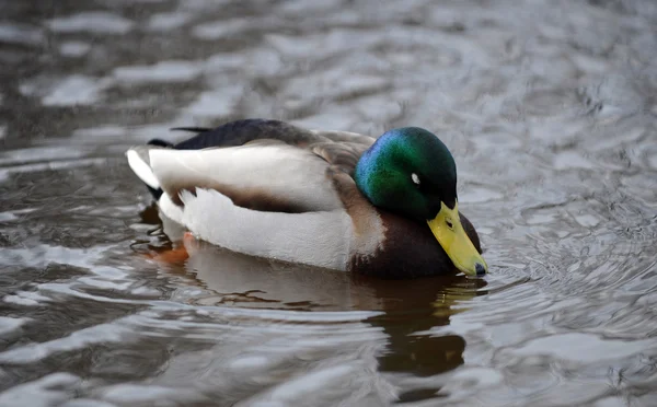 Ente — Stockfoto