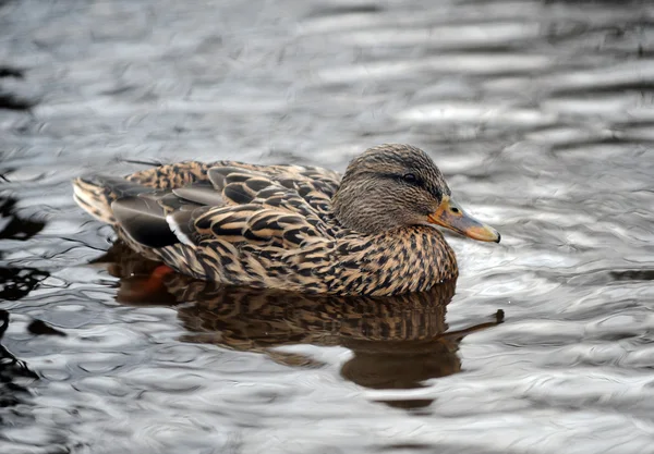 Anka — Stockfoto