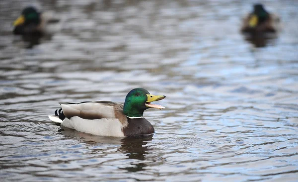 Ente — Stockfoto