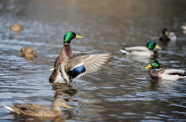 Ente — Stockfoto