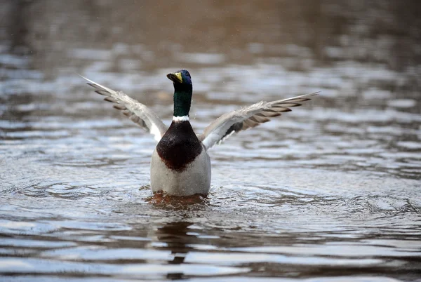 Ente — Stockfoto