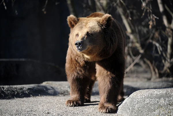 Bear — Stock Photo, Image