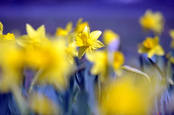 Narciso — Foto Stock