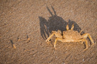 Kumda yengeç