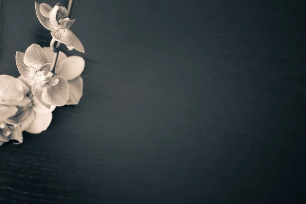 Ahşap bir masaya orkide çiçek