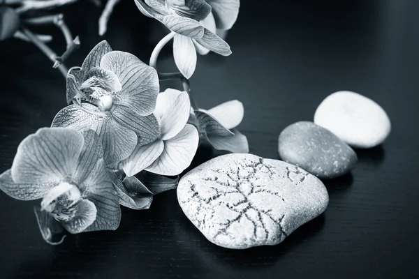 Spa Masaj taşlar ve orkide çiçek