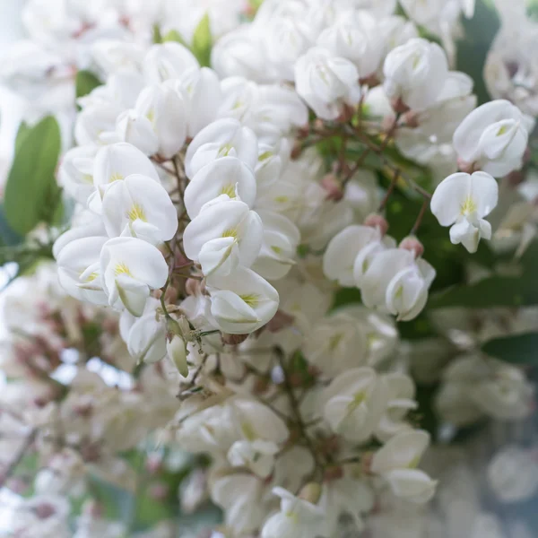 Ветвь цветущей белой акации — стоковое фото