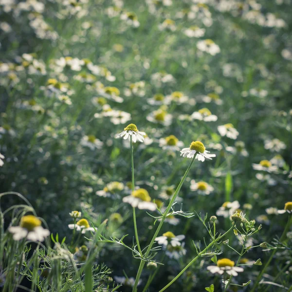 풀밭에 camomiles — 스톡 사진