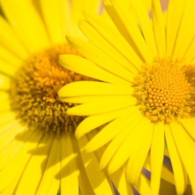 Sarı camomiles yakın çekim