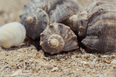 Kabukları üzerinde kum plaj arka plan olarak