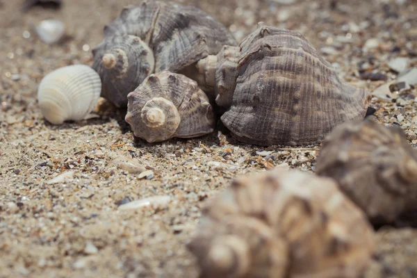 Snäckor i sanden som beach bakgrund — Stockfoto