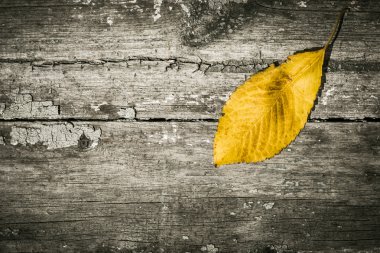 Bir eski boyalı ahşap yüzey üzerinde sarı yaprak