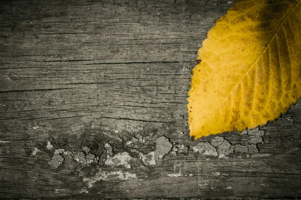Hoja amarilla sobre una antigua superficie de madera pintada — Foto de Stock
