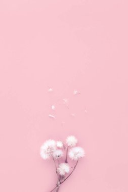 Renkli arka planda kurumuş karahindiba çiçekleri. Doğa konsepti arka plan. Süper manzara. Düz yatıyordu. Boşluğu kopyala