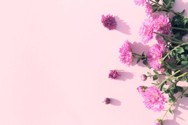 Pastel arka planda kasımpatı çiçeklerinden oluşan yaratıcı bir düzen. Güzel çiçek arkaplanı. Doğa kutsaması. Mevsimlik kartlar ve web tasarımı için fikir. Seçici odak