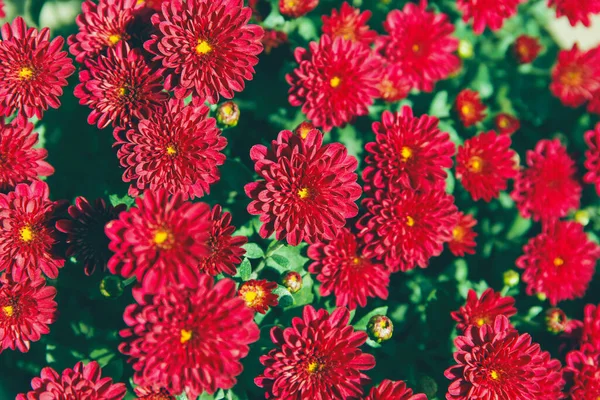Chrysant Bloemen Close Als Een Mooie Herfst Achtergrond Herfst Thema — Stockfoto
