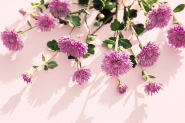 Pastel arka planda kasımpatı çiçeklerinden oluşan yaratıcı bir düzen. Güzel çiçek arkaplanı. Doğa kutsaması. Mevsimlik kartlar ve web tasarımı için fikir. Seçici odak