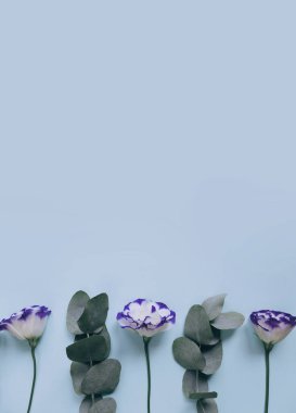 Mavi pastel arka planda güzel östoma çiçekleri ve okaliptüs dalları. Asgari tarz kompozisyon. Mevsimlik kartlar, bloglar, web tasarımı için doğal zemin. Üst görünüm, boşluğu kopyala. Düz yatıyordu
