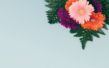 Renkli arka planda eğreltiotu yaprakları olan güzel Gerbera çiçekleri. Doğa konsepti. Mevsimlik kartlar, bloglar ve internet arzusu için yaratıcı bir tasarım. Üst Manzara. Düz yatıyordu. Boşluğu kopyala