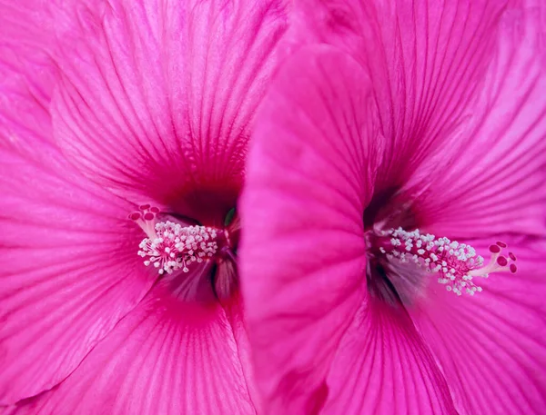 Beautiful Pink Hibiscus Flower Close Bright Nature Background Floral Backdrop Stock Picture