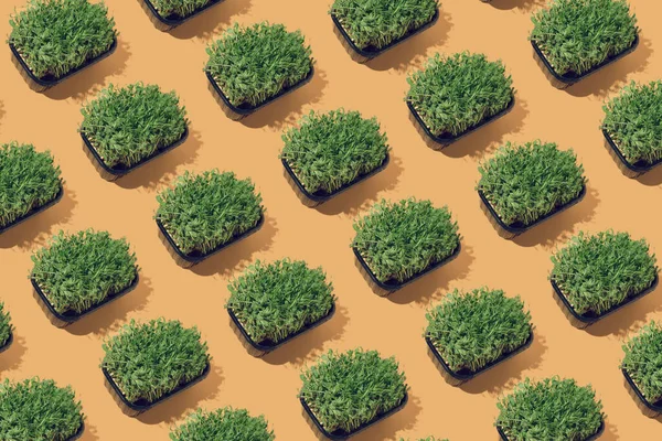 Creatief Patroon Gemaakt Van Biologische Kikkererwten Microgroene Spruiten Beige Achtergrond — Stockfoto