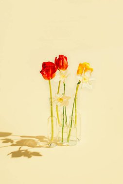 Güzel lale ve nergis çiçekleri, gölgeli, pastel renkli, güneşli arka planda cam vazolarda. Doğa konsepti. Asgari biçim.