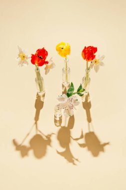 Pastel üzerinde cam vazolarda, gölgeli güneşli arka planda güzel çiçekler. Doğa konsepti. Asgari biçim.