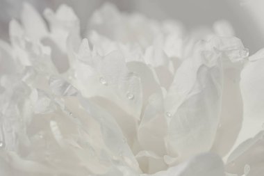 Su damlacıklı beyaz şakayık çiçeği. Güzel çiçek arkaplanı. Doğa konsepti