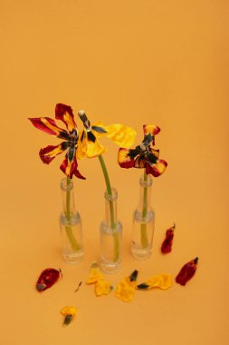 Turuncu arka planda cam şişelerde solmuş lale çiçekleri olan çiçek kompozisyonu. Solma ve doğa konsepti.