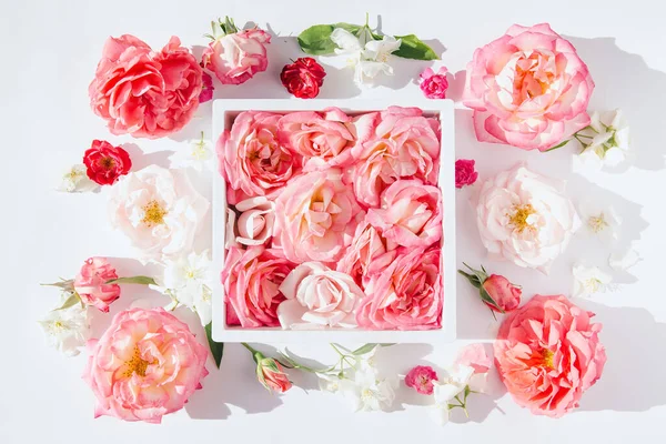 Hermosos Brotes Rosa Marco Sobre Fondo Blanco Composición Floral Verano — Foto de Stock