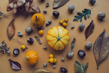 Balkabaklarından, kuru yapraklardan, kestanelerden ve meşe palamutlarından oluşan güz yaratıcı kompozisyonu. Sonbahar, sonbahar, Cadılar Bayramı konsepti. Düz yatış, üst görünüm.