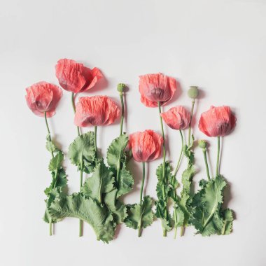 Beyaz arka planda gelincik çiçeklerinden oluşan yaratıcı bir yaz kompozisyonu. Güzel bir çiçek dekoru. Doğa konsepti. Üst Manzara. Düz yatıyordu.