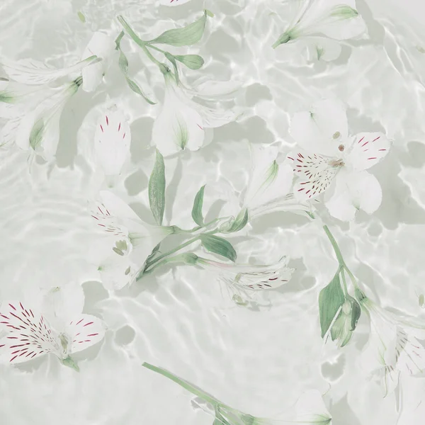 Białe Kwiaty Alstroemerii Wodzie Letnia Kompozycja Słońcem Cieniami Koncepcja Natury Zdjęcie Stockowe