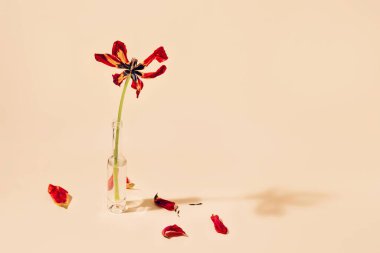 Turuncu arka planda cam şişelerde solmuş lale çiçekleri olan çiçek kompozisyonu. Solma ve doğa konsepti.