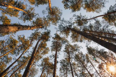Ormandaki zarif çam ağaçları. Doğa arkaplan kavramı
