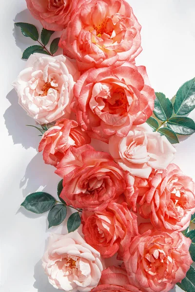 Composition Florale Faite Beaux Bourgeons Rose Couchés Sur Fond Blanc — Photo
