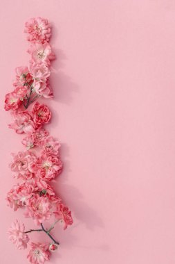 Pembe pastel arka planda güzel güller. Doğa konsepti. Çiçek güneş ışığı arka planı en az düzeyde. Üst Manzara. Düz yatıyordu