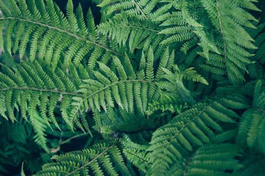 Taze yeşil eğrelti otu yaprakları. Doğa konsepti. Güzel doğal arkaplan
