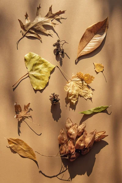 Kreatív Őszi Kompozíció Szárított Levelekből Pasztell Háttérrel Napfénnyel Árnyékokkal Őszi — Stock Fotó