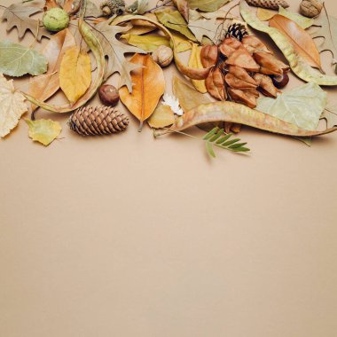 Pastel bej arka planda kurumuş yapraklar, koniler, cevizler ve kestanelerden oluşan yaratıcı sonbahar kompozisyonu. Sonbahar doğa konsepti. Üst Manzara. Düz yatıyordu
