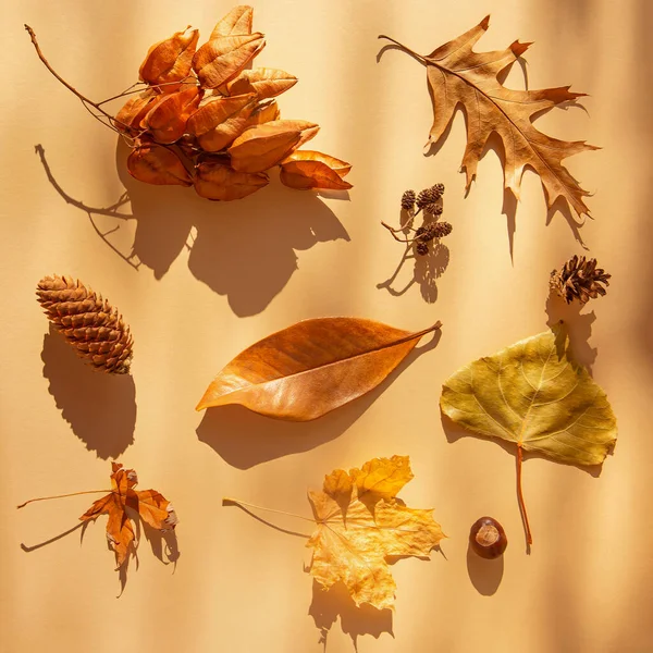 Δημιουργική Φθινοπωρινή Σύνθεση Από Αποξηραμένα Φύλλα Παστέλ Φόντο Λιαστά Και — Φωτογραφία Αρχείου