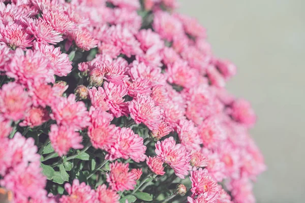 Les Fleurs Chrysanthème Rapprochent Comme Beau Fond Naturel Automne Thème — Photo